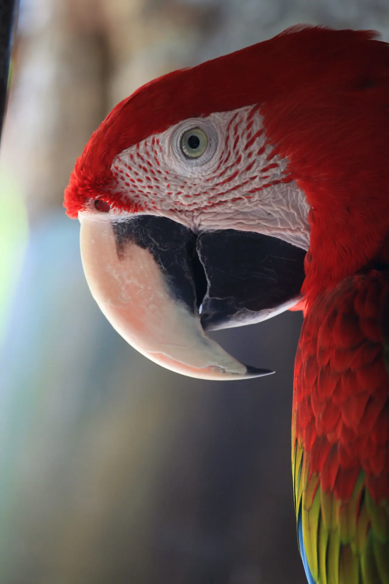 Scarlet macaw — original versus Technicolor — Original