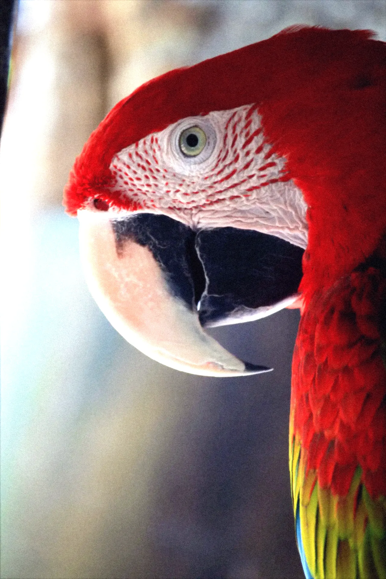 Scarlet macaw — original versus Technicolor — Technicolor